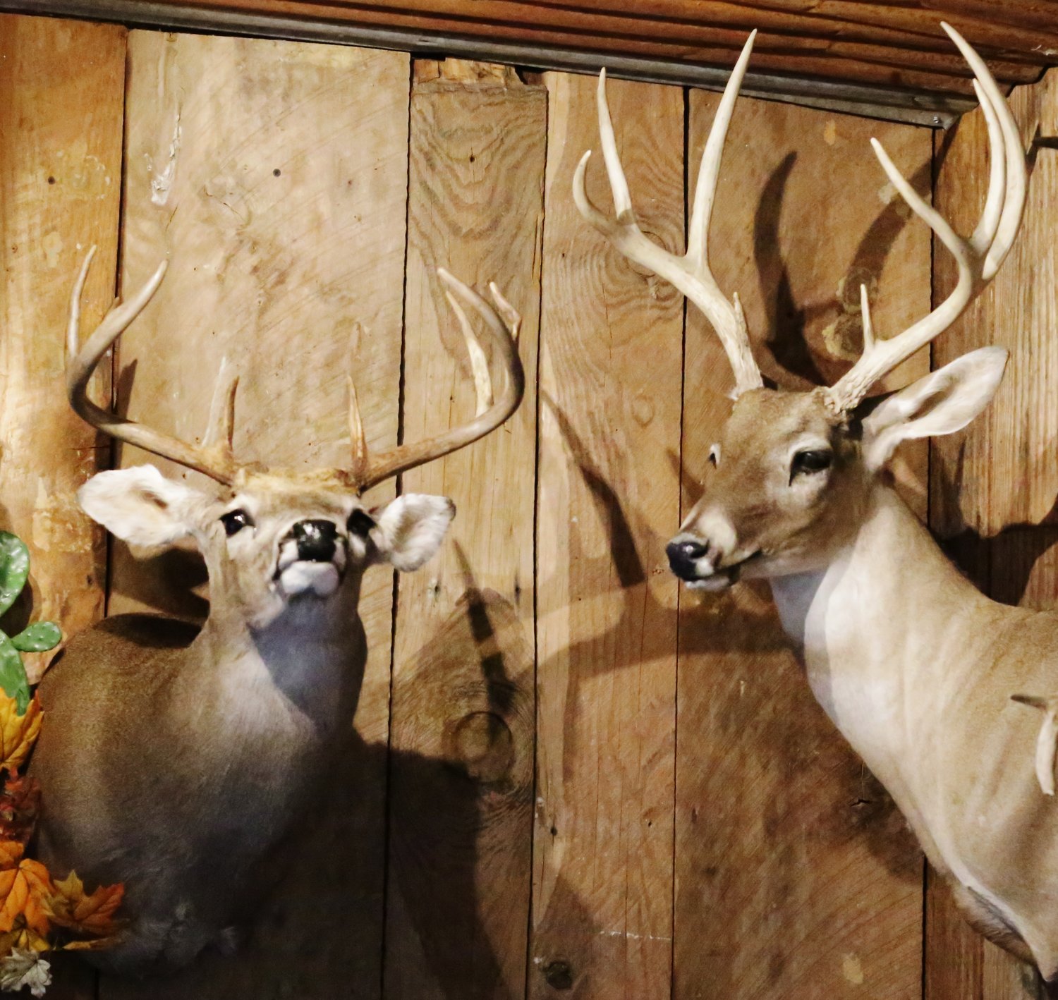 White-tailed deer mounts. (Monitor photos by John Arbter)